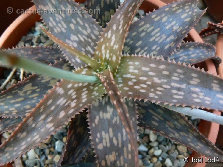 Aloe rebmannii P1180150